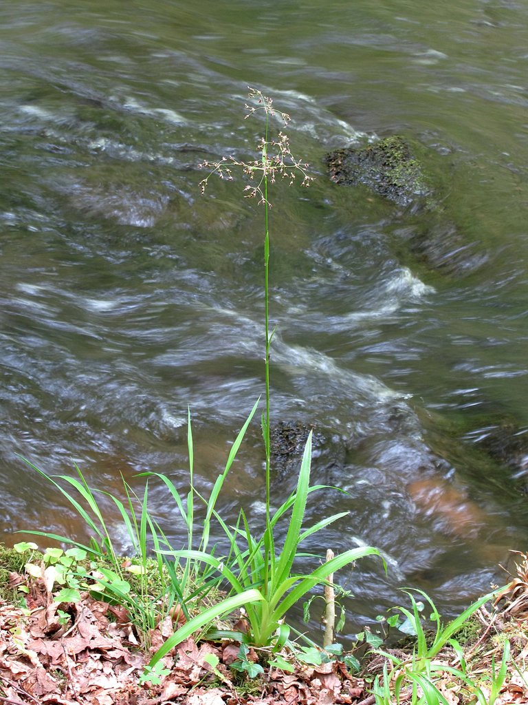 Luzula sylvatica